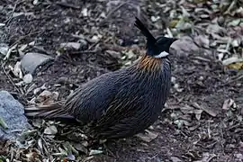 勺鸡(Pucrasia macrolopha)