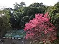 嘉穗公園步道入口的山櫻花