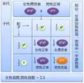 女性携带者与男性正常的子女中女孩全是携带者，男孩中一半色盲一半正常