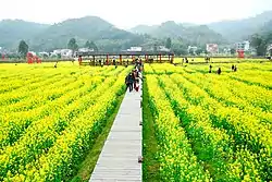 位于花都区的红山村油菜花田