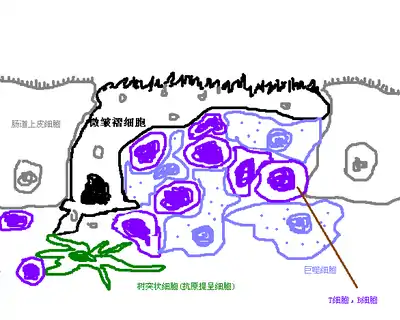 微皱褶细胞的口袋状结构中有大量T细胞和未分化的B细胞，还有少量的巨噬细胞。