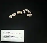 吐鲁番耳曲鲵（Parotosuchus turfanensis）