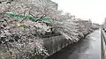 氷川台駅旁櫻花一景(石神井川，2019年3月31日攝)