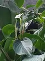 花序