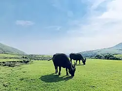 陽明山次分區境內之擎天崗草原