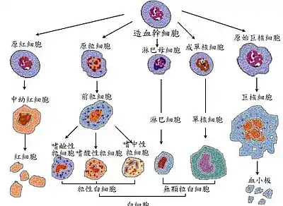 造血幹細胞的分化