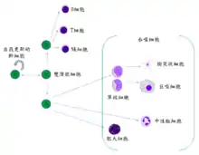 一张展示干细胞和成熟白血球關係的卡通图。一种干细胞可以分化出八种不同的白血球