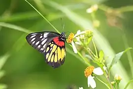 吸食白花鬼針草