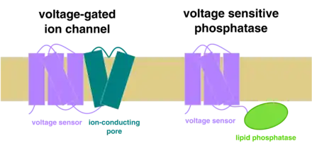 "a cartoon comparison of voltage-gated ion channels and VSPs"