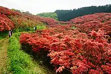 在大和葛城山的映山红花园