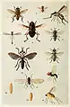 Harold Maxwell. Lefroy.Indian-Insect-Life（1909）