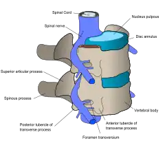 The nerve and bone components of the vertebrae