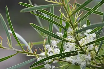 香甜相思樹（英语：）