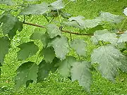 鞑靼枫（A. tataricum）