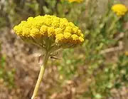 常春蓍 Achillea ageratum