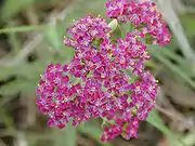 千叶蓍 Achillea millefolium