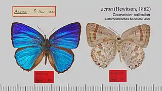 阿克龍嬈灰蝶Arhopala acron