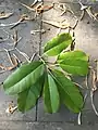 Picture of Ficus Superba Var. Japonica, abaxial leaf