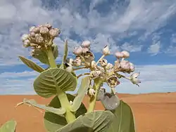 阿德拉爾沙漠的白花牛角瓜（英语：）