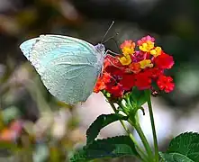 非洲遷粉蝶Catopsilia florella