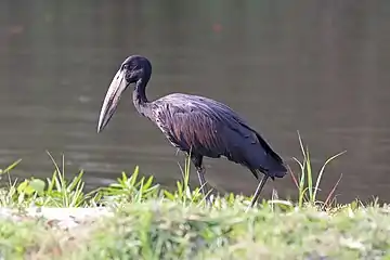 位于津巴布韦