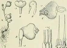 "Afrothismia pachyantha"