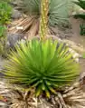 Agave ocahui