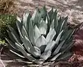 Agave palmeri 屈原之舞扇