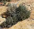 Agave utahensis