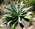 Agave wercklei