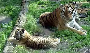 荷蘭阿默斯福特動物園東北虎