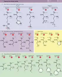 Table of Amino Acids.