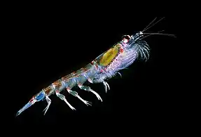 Antarctic Krill 南极磷虾 (磷蝦)