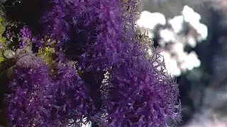 Anthothela grandiflora, an Anthothelidae