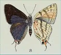 雄性露銀線灰蝶Spindasis rukmini♂