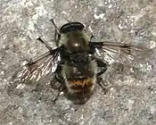 Arctophila (fly)（英语：）