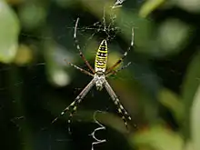 Argiope bruennichi