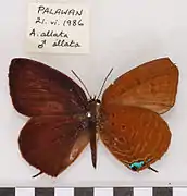 愛嬈灰蝶Arhopala allata