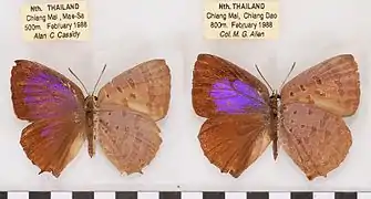 阿泰嬈灰蝶Arhopala atrax