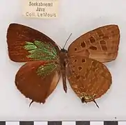 野馬嬈灰蝶Arhopala horsfieldi