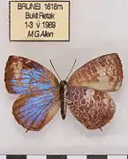 黑俳灰蝶 Arhopala paraganesa