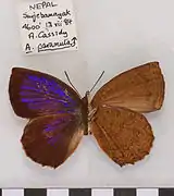 小嬈灰蝶Arhopala paramuta