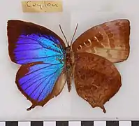 森嬈灰蝶Arhopala centaurus