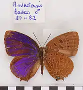 喜嬈灰蝶Arhopala silhetensis