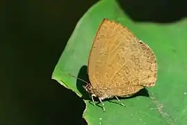 小嬈灰蝶Arhopala paramuta