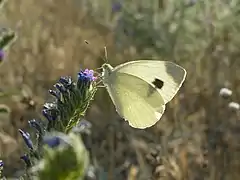 曼妮粉蝶Pieris manni