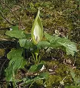 斑叶疆南星（英语：）（Arum maculatum）