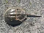 Atlantic_horseshoe_crab_(Limulus_polyphemus)