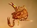 Arachnida Pseudoscorpion