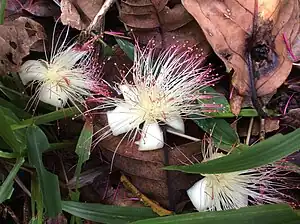 芙荼花